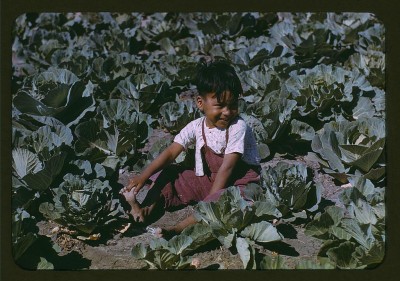 Child of a migratory farm laborer in the field during the harvest of the community center's cabbage crop, FSA labor camp, Tex.  (LOC)